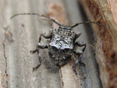 Leptostylus transversus