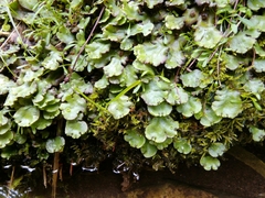 Marchantia polymorpha montivagans