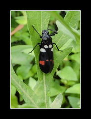 Callitettix versicolor