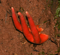 Trichoderma cornu-damae