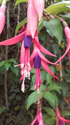 Fuchsia regia, photograph 6