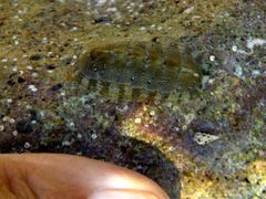 Rhyssoplax olivacea