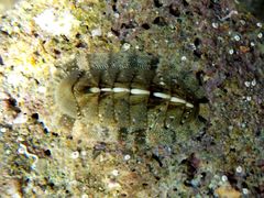 Rhyssoplax olivacea