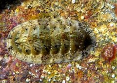 Rhyssoplax olivacea