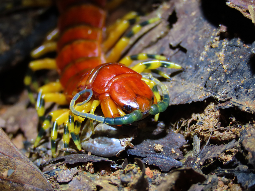 Amazonian Tricolor Centipede from Alta Floresta - MT, 78580-000, Brasil ...