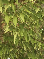 Zelkova