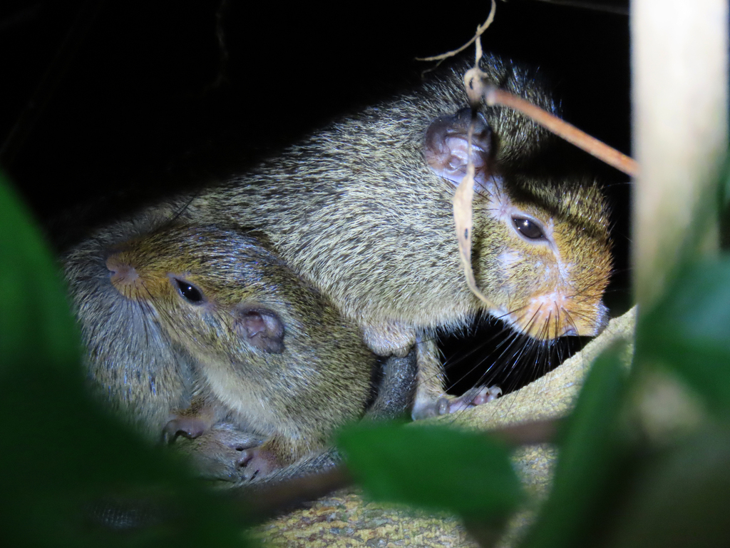 Red-Nosed Armored Tree-Rat