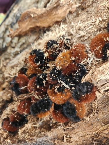 Isabella Tiger Moth, photo 6 of 10