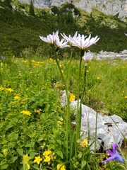 Scorzonera purpurea