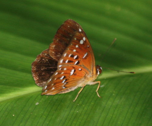Taxila dora