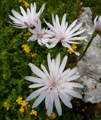 Scorzonera purpurea