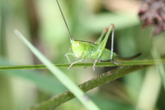 Conocephalus dorsalis