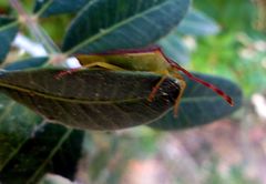 Plinachtus imitator