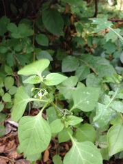 Solanum nigrum