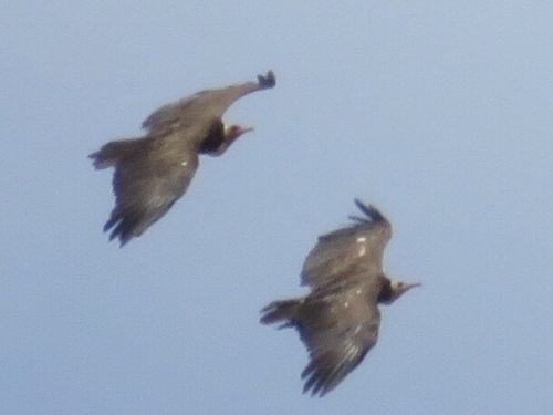 Hooded Vulture