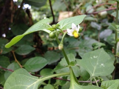 Solanum nigrum