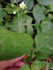 Solanum nigrum