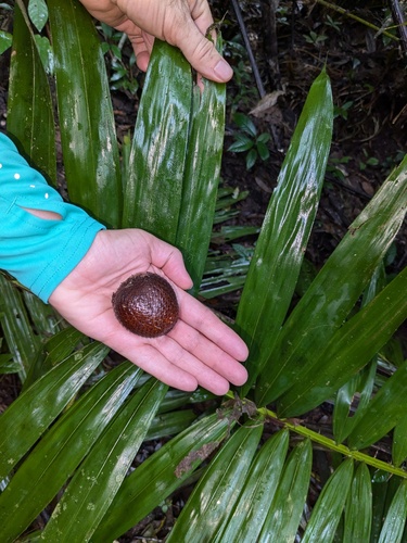 Snake fruit