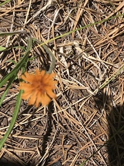 Agoseris aurantiaca