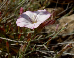 Convolvulus oleifolius