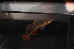 Orangebelly Darter photo 3