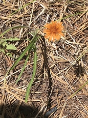Agoseris aurantiaca