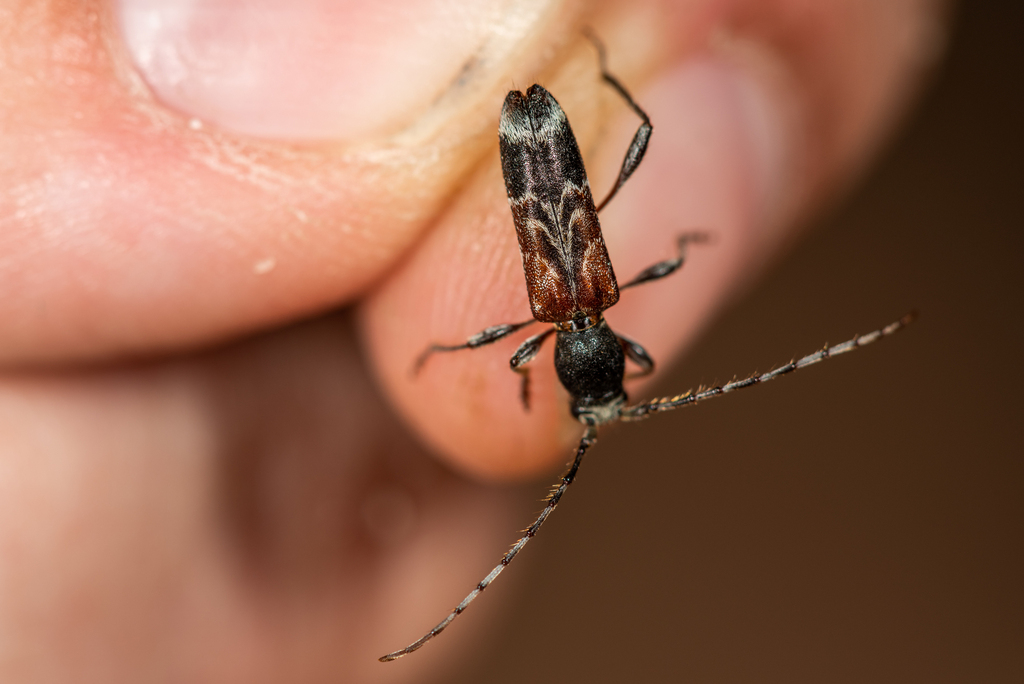 Anaglyptus danilevskii