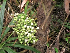 Cryosophila stauracantha