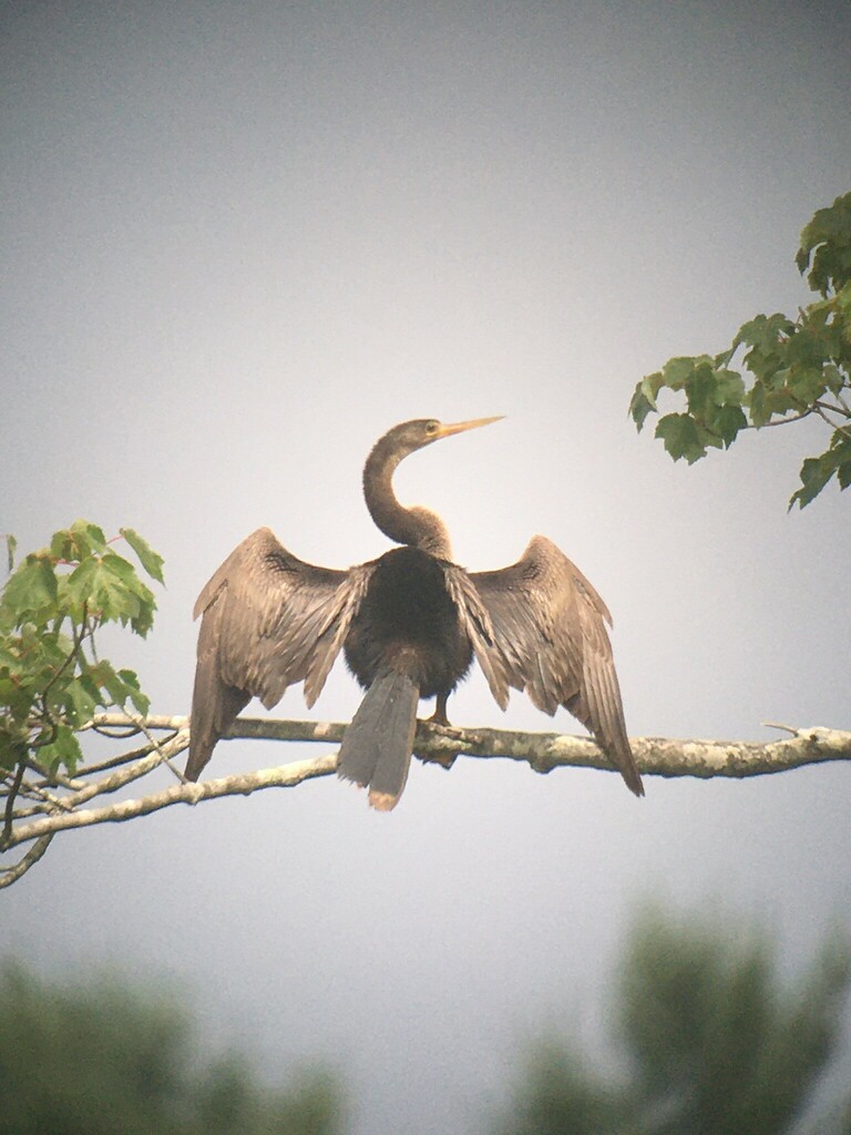 Anhinga perched on a branch with wings spread to dry
