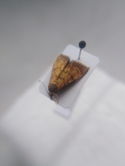 Ecpyrrhorrhoe rubiginalis
