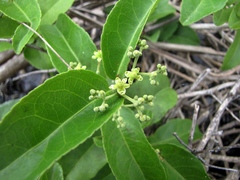 Hippocratea volubilis