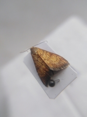 Ecpyrrhorrhoe rubiginalis