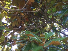 Pycnonotus sinensis sinensis