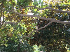 Pycnonotus sinensis sinensis