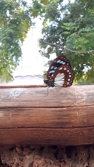 Nymphalidae