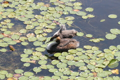 Podiceps cristatus