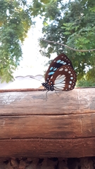 Nymphalidae