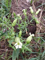 Silene procumbens