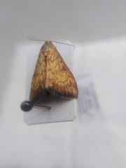 Ecpyrrhorrhoe rubiginalis