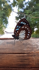 Nymphalidae
