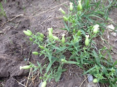 Silene procumbens