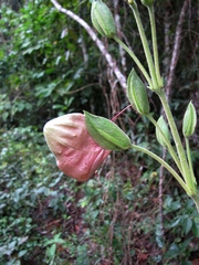 Louteridium donnell-smithii