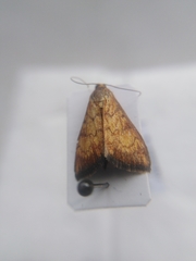 Ecpyrrhorrhoe rubiginalis
