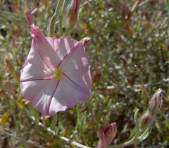 Convolvulus oleifolius