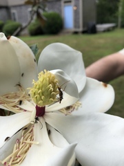 Strangalia luteicornis