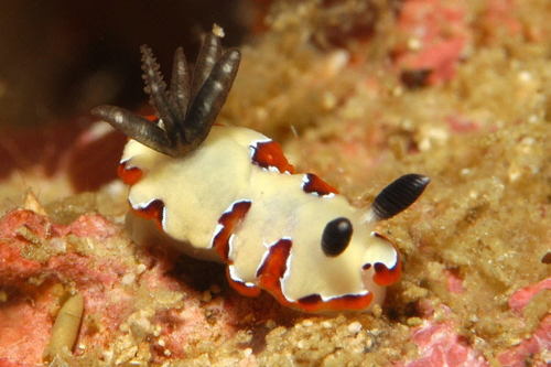 Photo of Faithful goniobranchus (Goniobranchus fidelis)