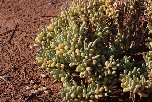 Image of Augea capensis by (c) Tony Rebelo, some rights reserved (CC BY-SA)