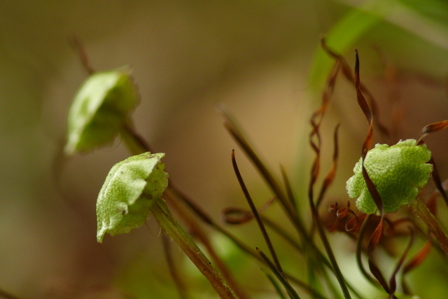 Marchantia globosa