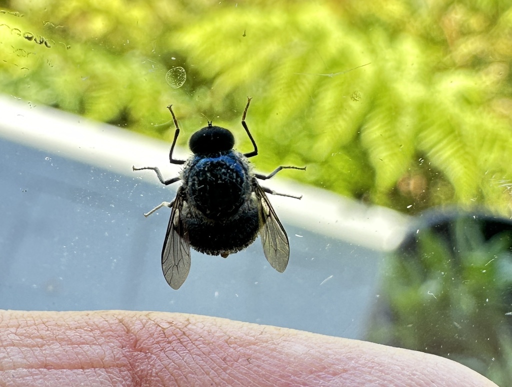 Holops cyaneus