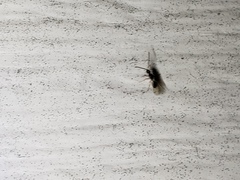 Diapriinae